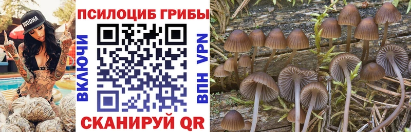 Галлюциногенные грибы Psilocybe Боровичи